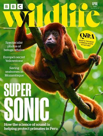 国际学生课外读物BBC Wildlife - April 2026.pdf