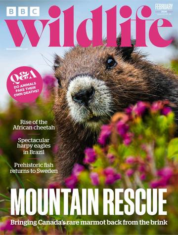 国际学生课外读物BBC Wildlife - February 2026.pdf