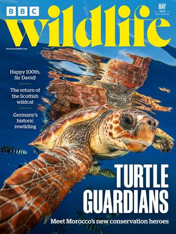 国际学生课外读物BBC Wildlife - May 2026.pdf